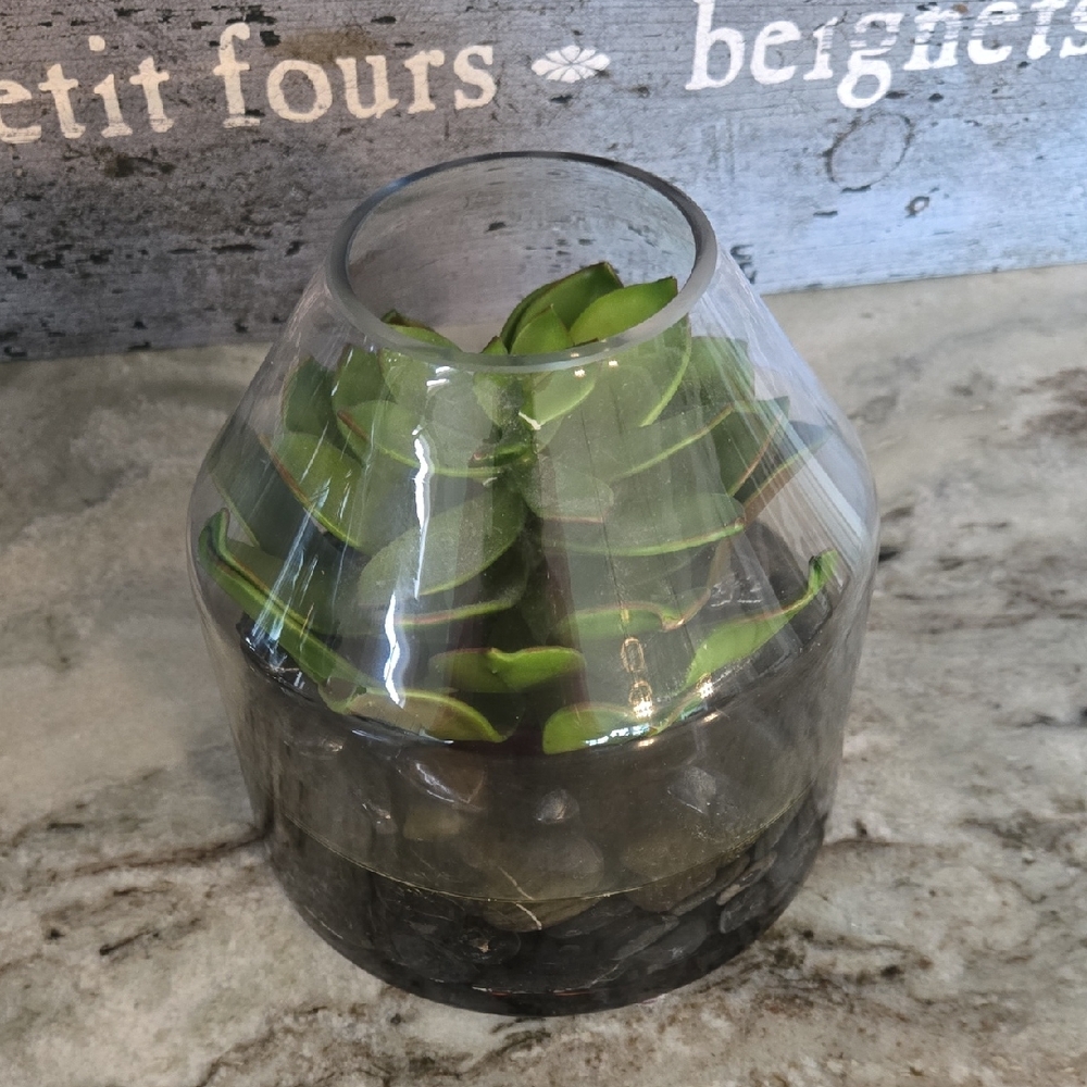 Glass Terrarium with Green Succulent